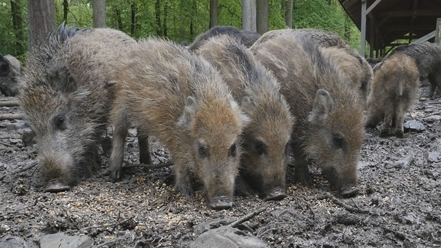 Wenn im Wildpark der Wuselfaktor steigt