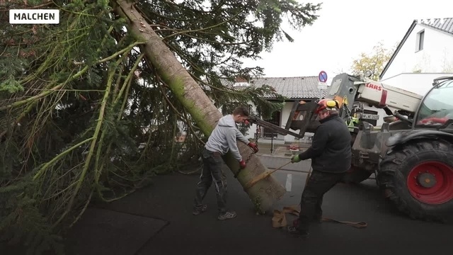 Baum für Darmstädter Weihnachtsmarkt ist gefällt
