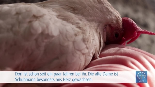 Hühnerretterin aus Beuern