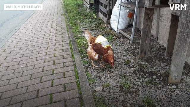Huhn Henriette stolziert mit Warnweste