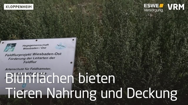 Blühflächen ermöglichen Artenvielfalt statt Ackerwüste