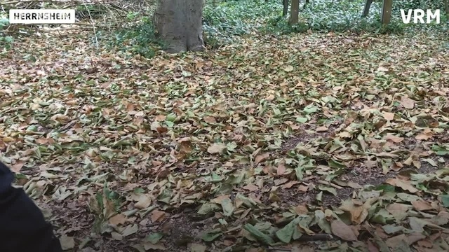 Worms: Der Wald im Klimastress - Teil zwei