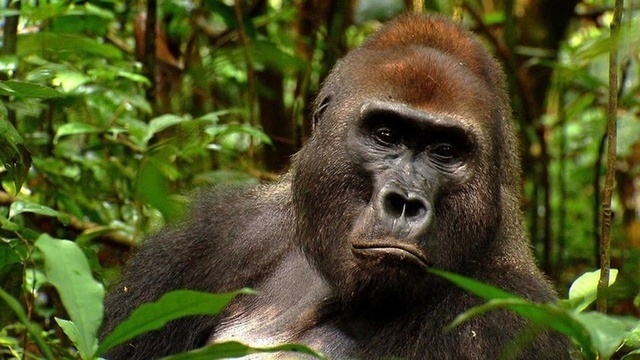 Angelique und die Gorillas