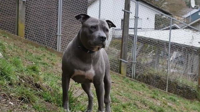 Herrchen gesucht für Shiwa