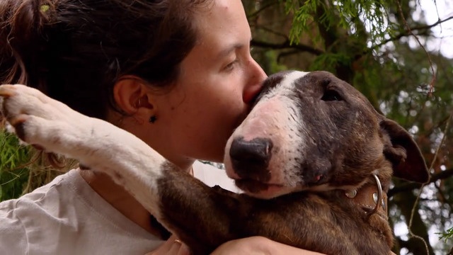 Wie gefährlich sind Pitbull und Co?