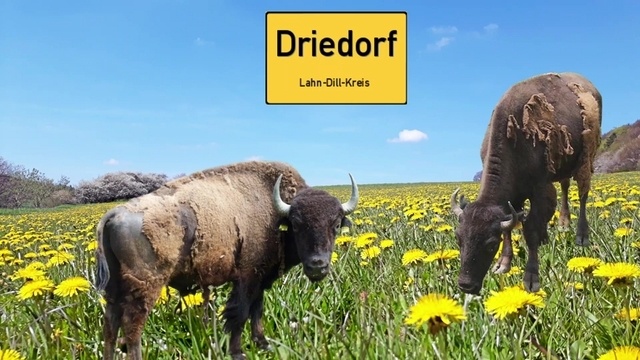 So geht es den Bisons Hänsel und Gretel aus Driedorf