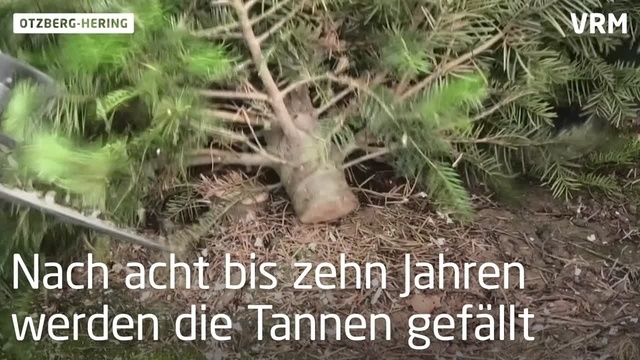Weihnachtsbaumverkauf startet in Otzberg-Hering
