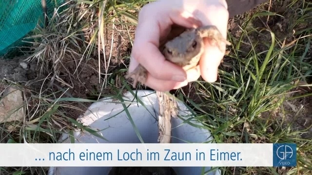 Krötenwanderung bei Lützellinden