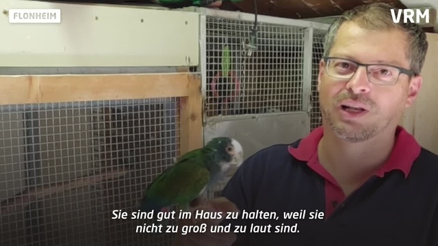 Papageienzucht in Flonheim – ein zeitaufwendiges Hobby