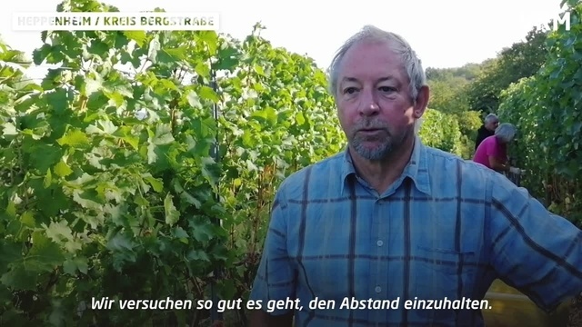Traubenlese im Corona-Jahr an der Bergstraße