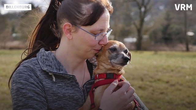 Pinscher mit Power: Cindy sucht Zuhause