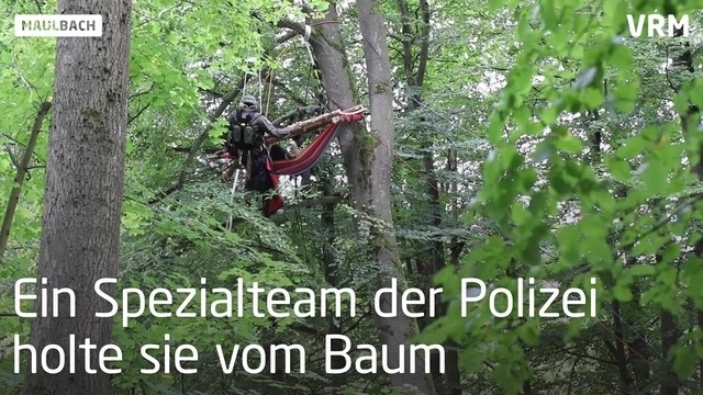Rodungen im Maulbacher Wald