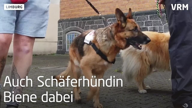 Besuchshunde im Limburger Gefängnis
