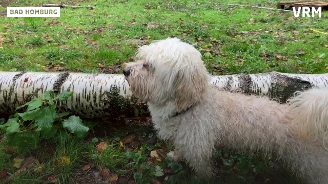Wie funktioniert eine Dogsitting-Agentur?