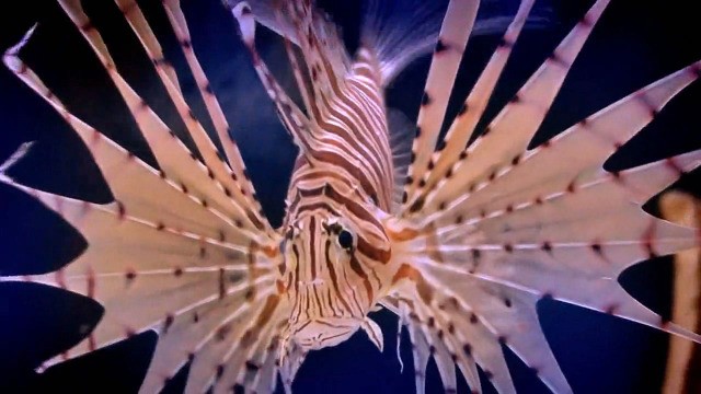 Invasion der Feuerfische