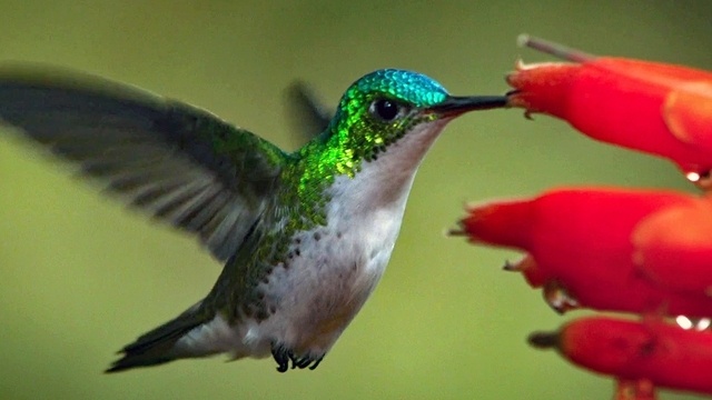Kolibris