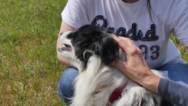Border Collie Lucky: ein Kaspar Hauser auf vier Pfoten