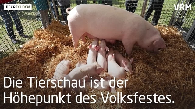 Beerfelden: Schaulaufen der Vierbeiner