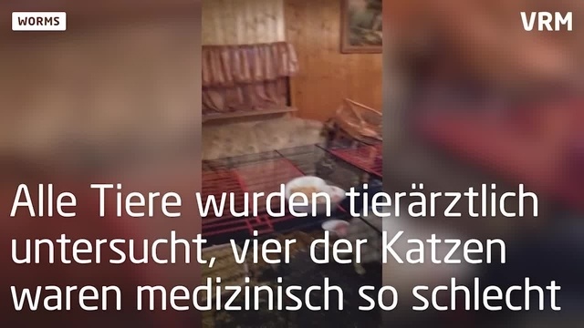 40 Katzen aus Wormser Wohnung befreit