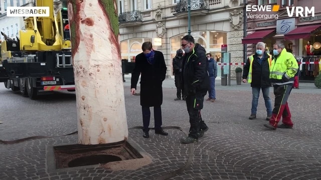 Der Wiesbadener Weihnachtsbaum ist da