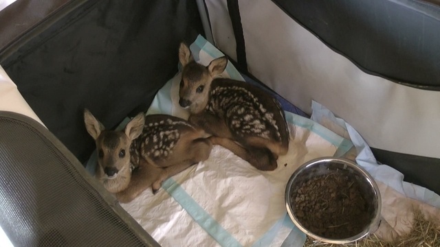 Drei Rehkitz-Waisen halten Tierfreunde auf Trab