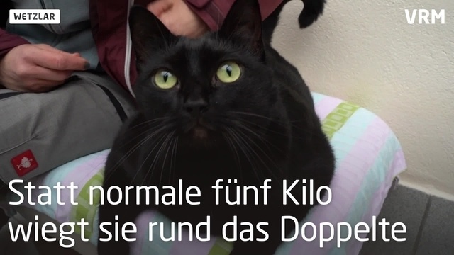 Dralle Lucy wartet im Tierheim auf ein neues Zuhause