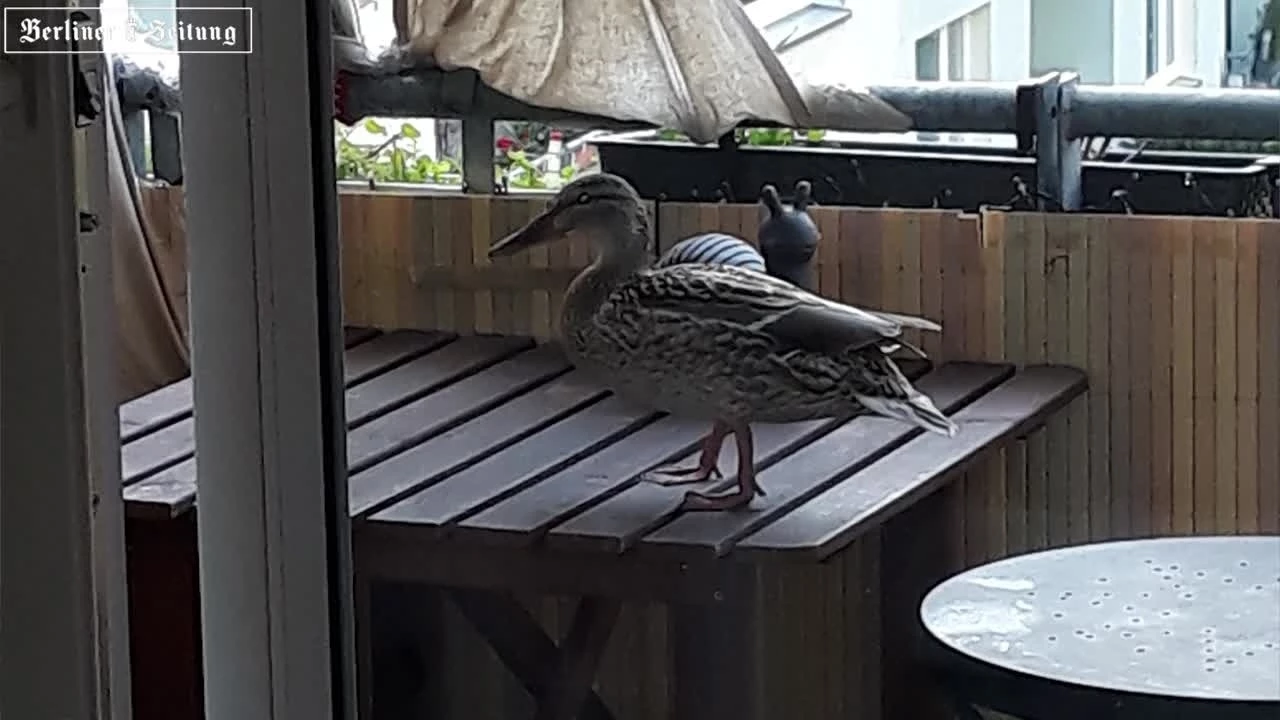 Balkon Ente Uschi Kuken Schlupfen Im Blumenkasten Berliner Zeitung