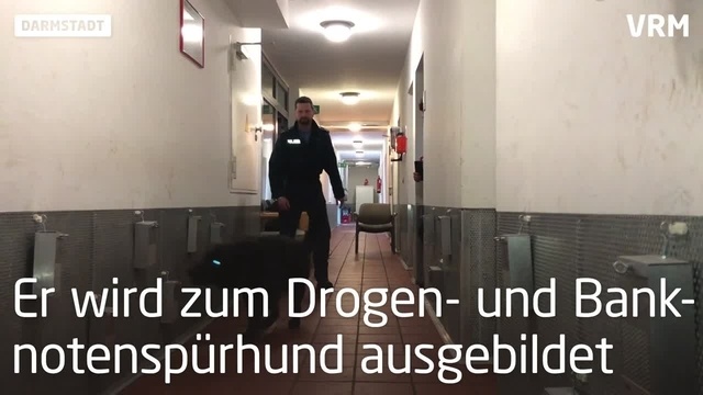 Polizeihund Chuck Norris wird zum Drogenspürhund