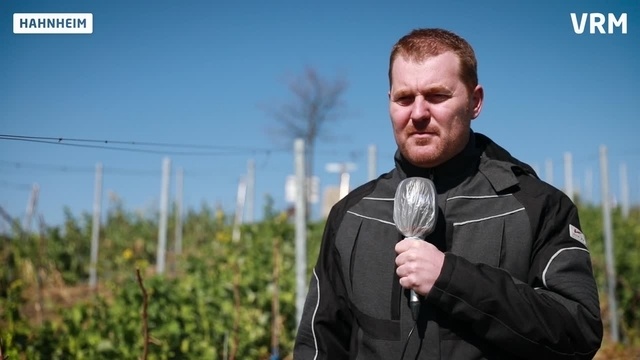 Vom Schreibtisch in den Hahnheimer Weinberg