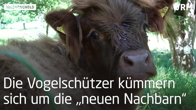 Hochlandrinder schützen die Natur in Niederscheld