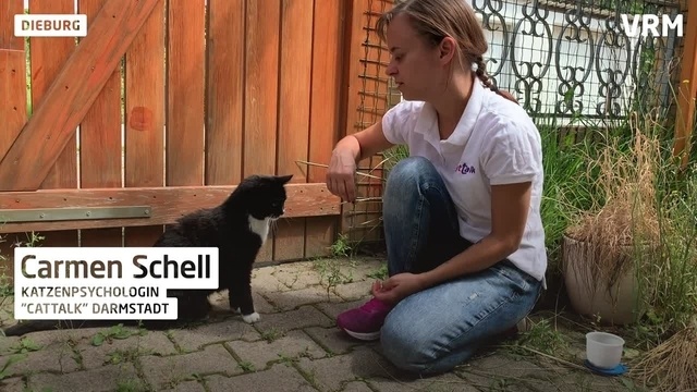 Expertin für Stubentiger versteht sich gut mit Katzen