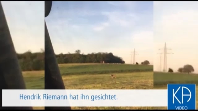 Wolf bei Lautertal gesichtet