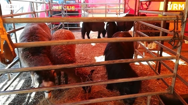 Circus Manuel Weisheit gastiert in Alzey