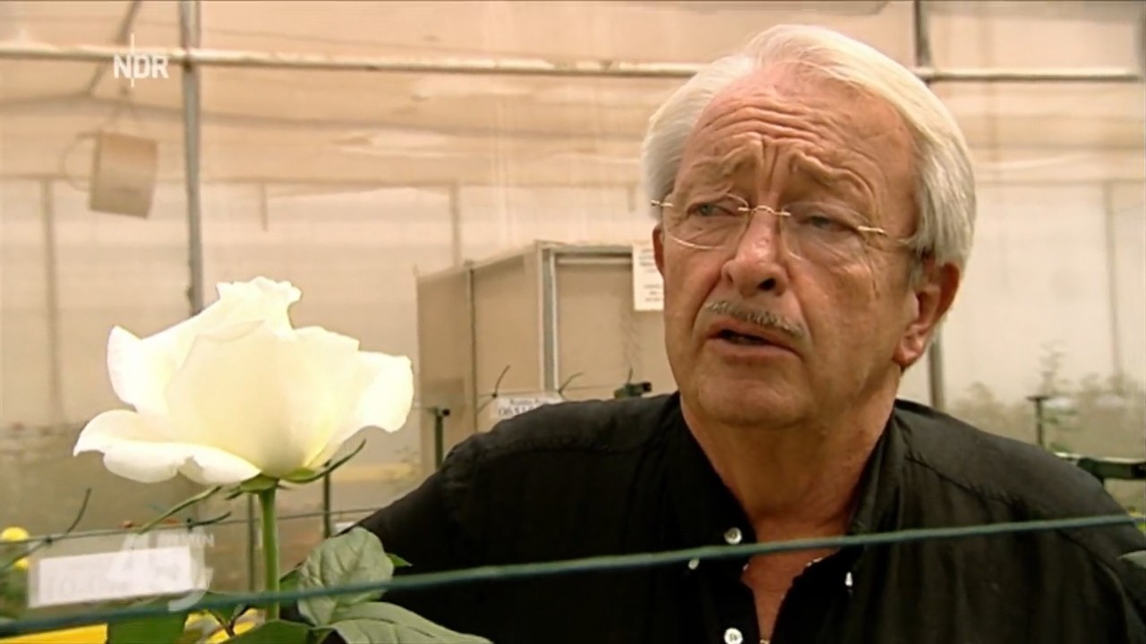 Die RosenStory spiegel.tv