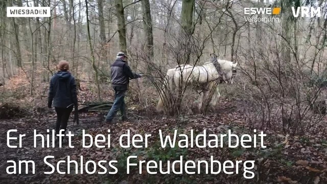 Baumrückepferd Quoli hilft bei Waldarbeiten