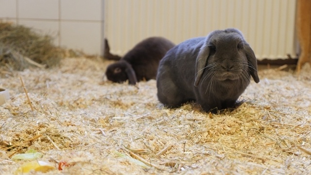 Kaninchen Nino und Naomi suchen ein Zuhause