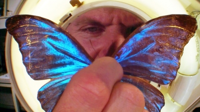 Big Bugs