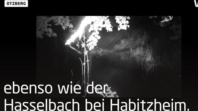 Nachtaktiv: Der Biber bei Otzberg