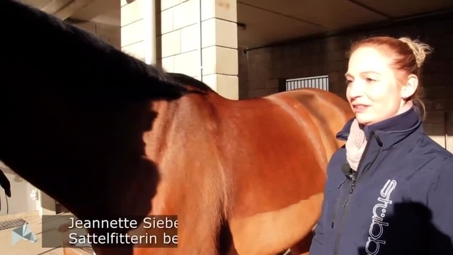 So findest Du den passenden Sattel für Dein Pferd.