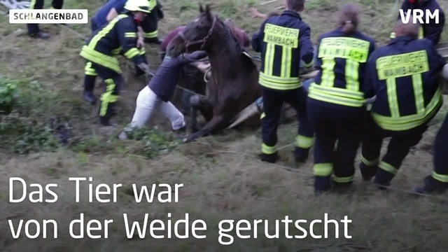 In Bach eingesunken: Feuerwehr rettet Pferd
