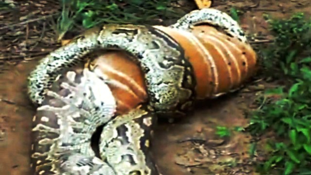 Python-Plage