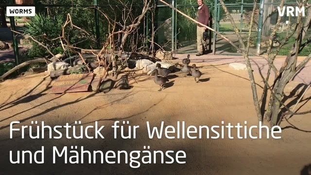 Worms: Frühstück für Waschbär, Wolf und Co.