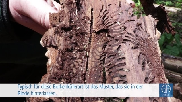 Dem Wald im Kreis Gießen geht es schlecht