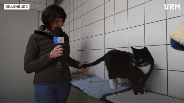 Herrchen gesucht: Katze Clara wartet schon lange