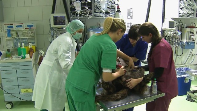 Tierrettung im Akkord