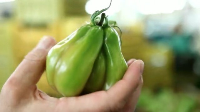Die Jagd nach der ehrlichen Tomate