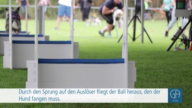 Flyball-Europameisterschaft in Obbornhofen