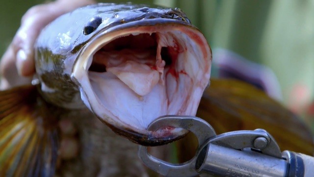 Monsterfisch