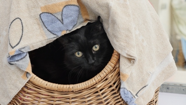 Alte Katzen hoffen auf neues Zuhause