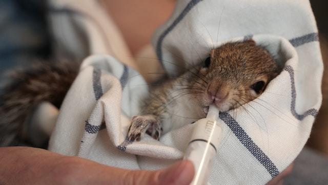 Wie Grauhörnchen ihren roten Artgenossen den Garaus machen